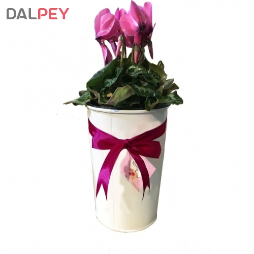 گلدان هدیه سیکلامن - گلدان فلزی | دالپی سنتر