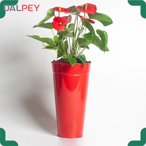 آنتوریوم به همراه گلدان فلزی | فروشگاه اینترنتی دالپی