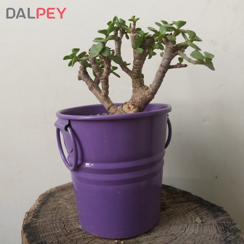 بونسای کراسولا خرفه ای(جید) مینیاتوری به همراه گلدان فلزی