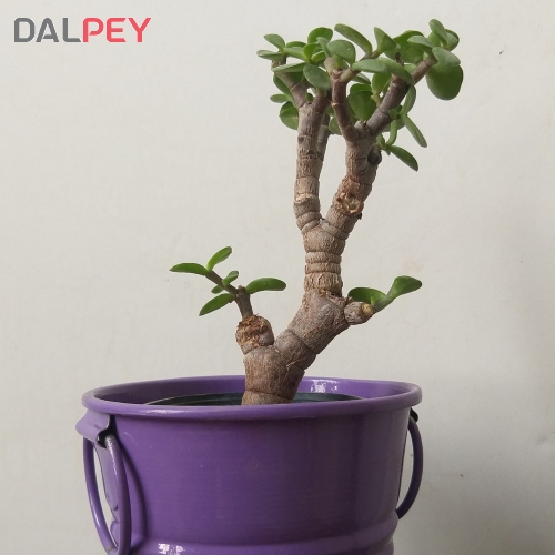 بونسای کراسولاخرفه ای(جید)مینیاتوری - گلدان فلزی