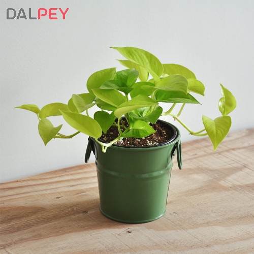 پتوس نئون | فروشگاه اینترنتی دالپی