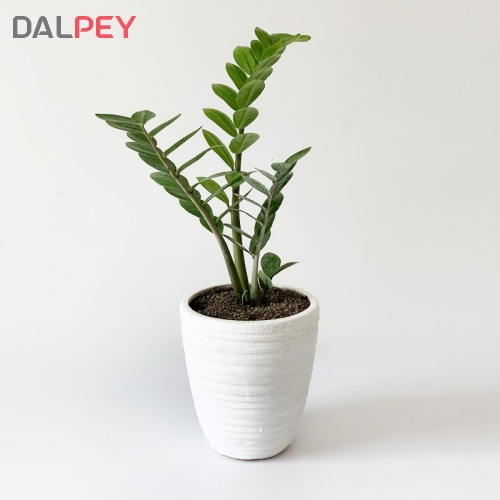 زاموفیلیا | خرید آنلاین گل و گیاه