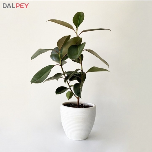 فیکوس الاستیکا مینیاتوری | خرید انواع گل و گیاه