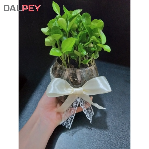 سبزه عید مدل استوانه | خرید انواع سبزه عید دالپی