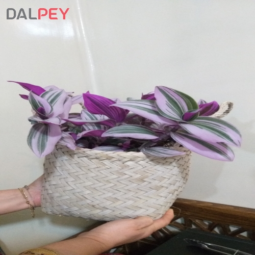 گلدان مینیاتوری صورتی | فروشگاه اینترنتی دالپی