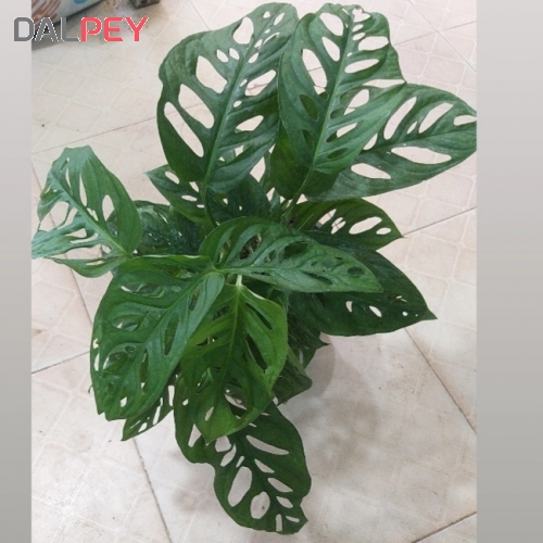 پتوس حصیری سایز 7 | فروشگاه اینترنتی دالپی