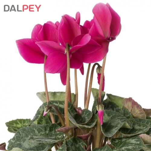 گلدان هدیه سیکلامن - گلدان فلزی