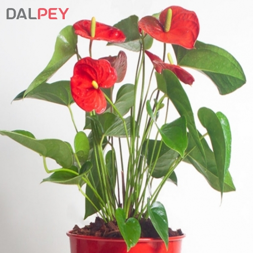 آنتوریوم به همراه گلدان فلزی