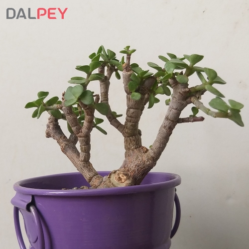 بونسای کراسولا خرفه ای(جید)مینیاتوری به همراه گلدان فلزی