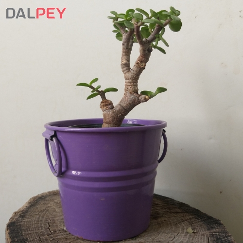 بونسای کراسولاخرفه ای(جید)مینیاتوری - گلدان فلزی