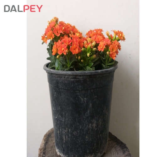 کالانکوئه مخملی با گلدان سیاه ساده