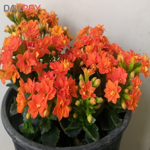 کالانکوئه مخملی با گلدان سیاه ساده