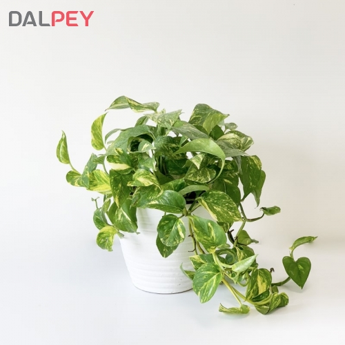 پتوس ابلق-گلدان سفالی