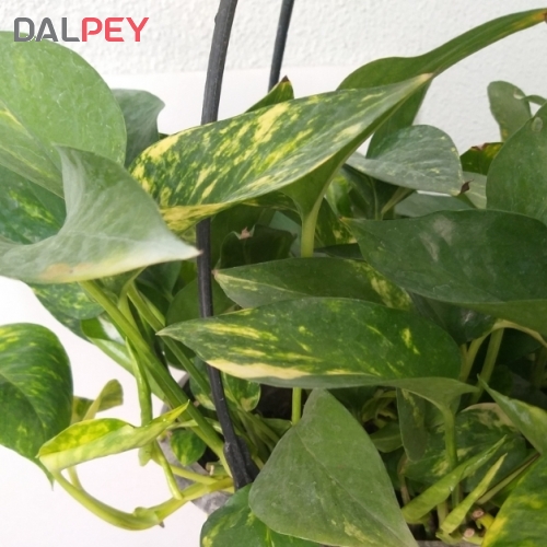 پتوس ابلق-گلدان سفالی