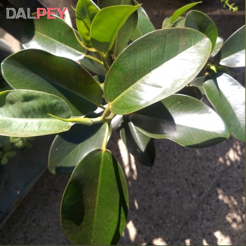 فیکوس الاستیکا مینیاتوری