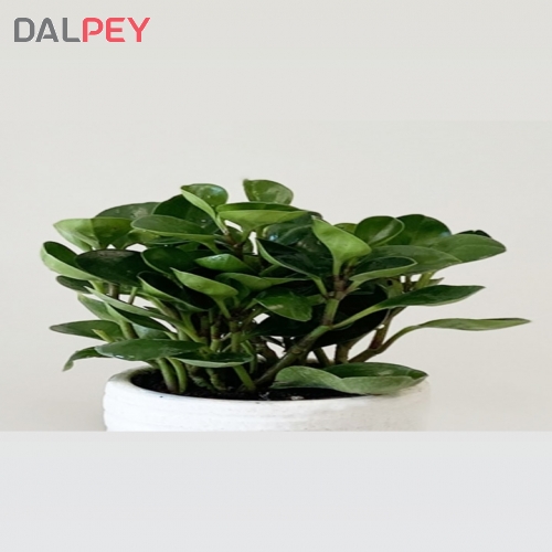 گل قاشقی یا پیرومیا