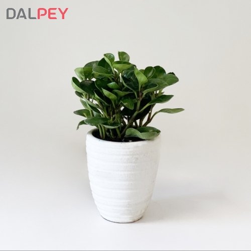 گل قاشقی یا پیرومیا