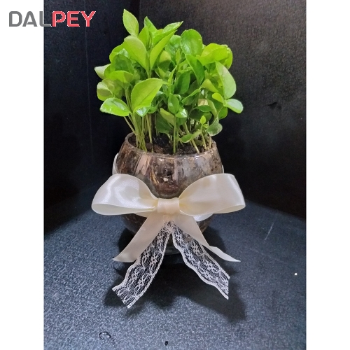 سبزه عید مدل استوانه