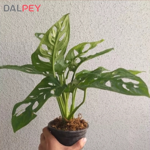 پتوس حصیری با گلدان ساده مشکی