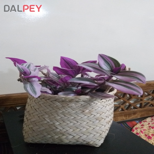 گلدان مینیاتوری صورتی