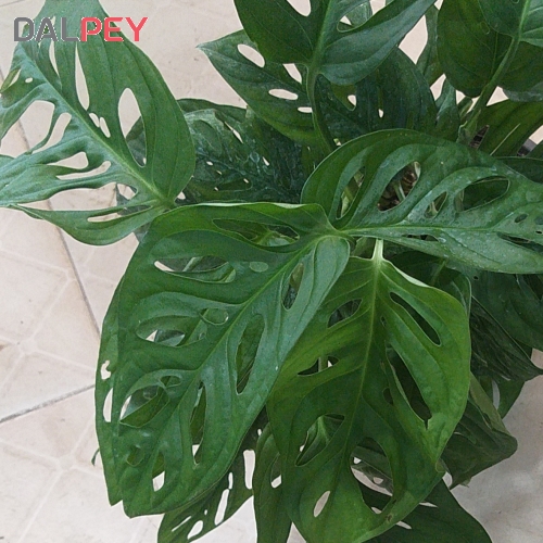 پتوس حصیری | گیاهان آپارتمانی