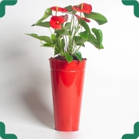 آنتوریوم به همراه گلدان فلزی | فروشگاه اینترنتی دالپی