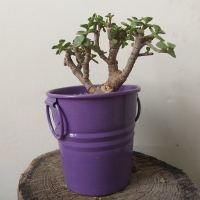 بونسای کراسولا خرفه ای(جید) مینیاتوری به همراه گلدان فلزی