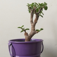 بونسای کراسولاخرفه ای(جید)مینیاتوری - گلدان فلزی