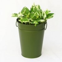 پتوس ارتشی (ملکه برفی) - به همراه گلدان فلزی