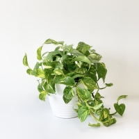 پتوس ابلق - گلدان سفالی | فروشگاه اینترنتی دالپی