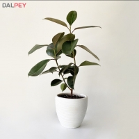 فیکوس الاستیکا مینیاتوری | خرید انواع گل و گیاه