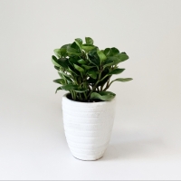 گل قاشقی یا پیرومیا | دالپی سنتر