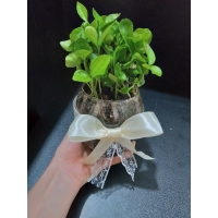 سبزه عید مدل استوانه | خرید انواع سبزه عید دالپی