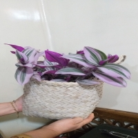 گلدان مینیاتوری صورتی | فروشگاه اینترنتی دالپی